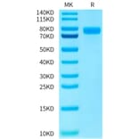 Tris-Bis PAGE - Recombinant Human PVRL1 Protein (C-terminal Human Fc Tag) (A331204) - Antibodies.com