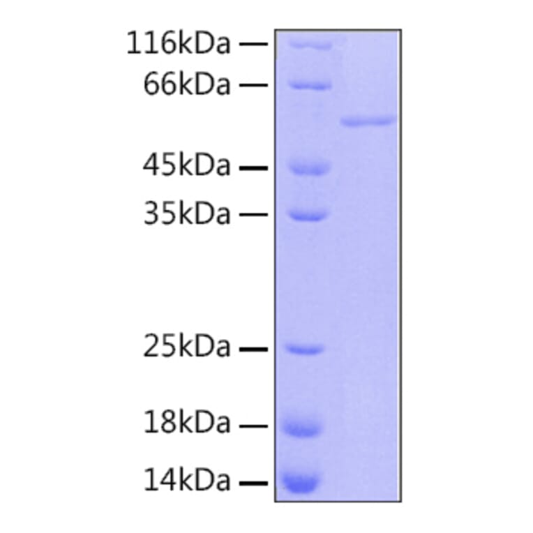 SDS-PAGE - Recombinant Human RBBP4 Protein (A331211) - Antibodies.com