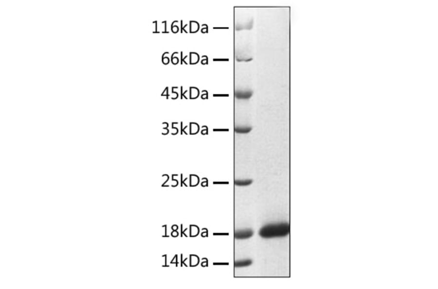 SDS-PAGE - Recombinant Human Reg3A Protein (C-terminal His Tag) (A331215) - Antibodies.com