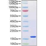 SDS-PAGE - Recombinant Human Reg4 Protein (C-terminal His Tag) (A331217) - Antibodies.com