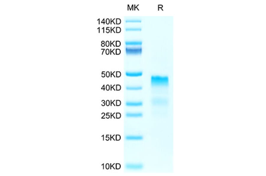 Tris-Bis PAGE - Recombinant Human Repulsive Guidance Molecule A Protein (Biotin) (C-terminal His and Avi Tag) (A331220) - Antibodies.com