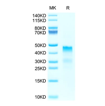Tris-Bis PAGE - Recombinant Human Repulsive Guidance Molecule A Protein (Biotin) (C-terminal His and Avi Tag) (A331220) - Antibodies.com