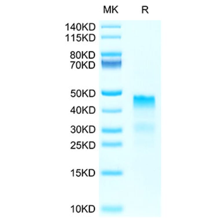 Tris-Bis PAGE - Recombinant Human Repulsive Guidance Molecule A Protein (Biotin) (C-terminal His and Avi Tag) (A331220) - Antibodies.com