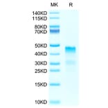 Tris-Bis PAGE - Recombinant Human Repulsive Guidance Molecule A Protein (Biotin) (C-terminal His and Avi Tag) (A331220) - Antibodies.com
