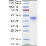 SDS-PAGE - Recombinant Human RRM2 Protein (C-terminal His Tag) (A331228) - Antibodies.com