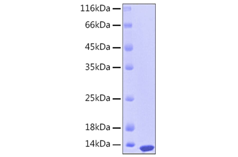 SDS-PAGE - Recombinant Human S100A12 Protein (C-terminal His Tag) (A331233) - Antibodies.com