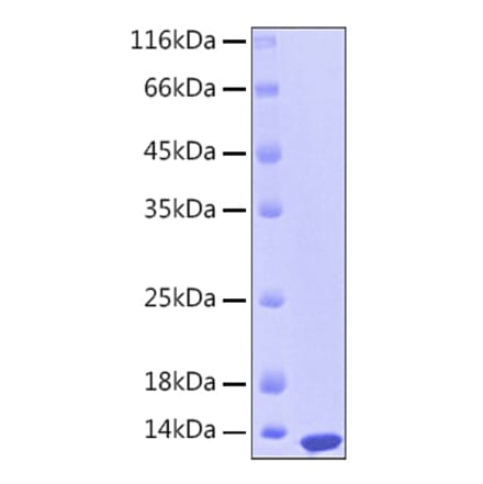 SDS-PAGE - Recombinant Human S100A12 Protein (C-terminal His Tag) (A331233) - Antibodies.com