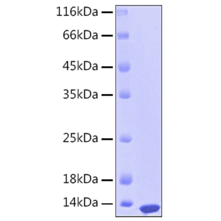SDS-PAGE - Recombinant Human S100A12 Protein (C-terminal His Tag) (A331233) - Antibodies.com