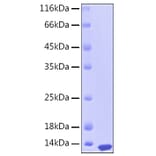 SDS-PAGE - Recombinant Human S100A12 Protein (C-terminal His Tag) (A331233) - Antibodies.com