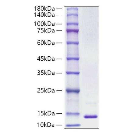 SDS-PAGE - Recombinant Human S100A13 Protein (A331234) - Antibodies.com