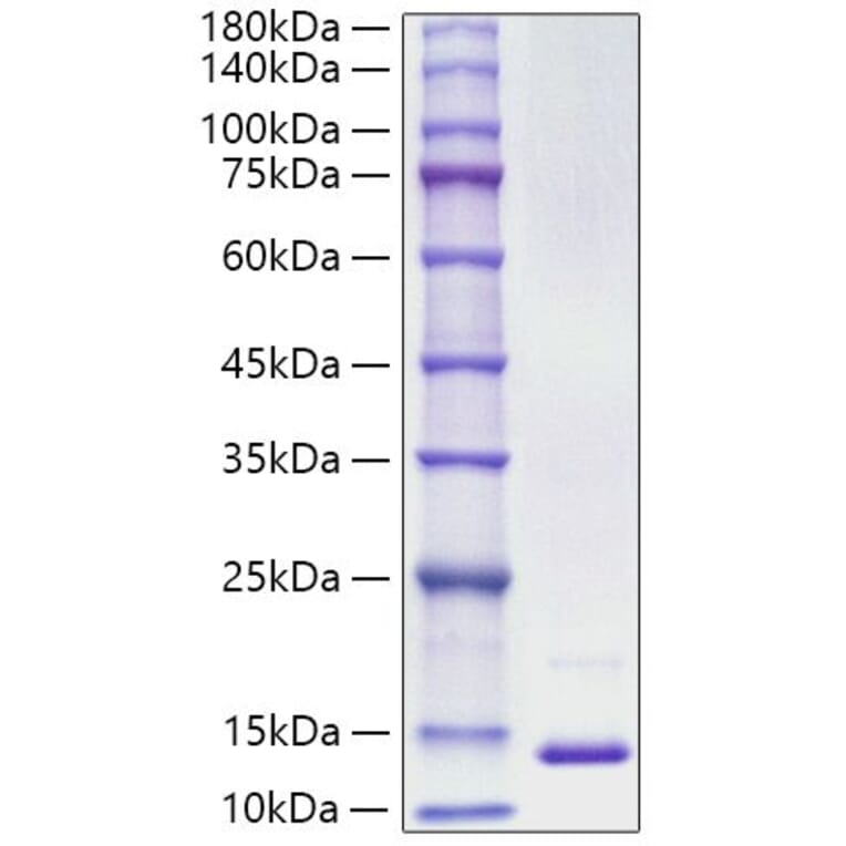 SDS-PAGE - Recombinant Human S100A13 Protein (A331234) - Antibodies.com
