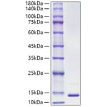 SDS-PAGE - Recombinant Human S100A13 Protein (A331234) - Antibodies.com