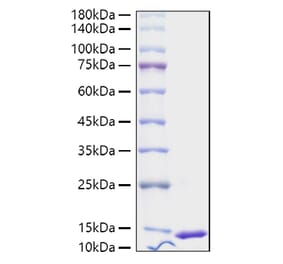 SDS-PAGE - Recombinant Human S100A4 Protein (A331235) - Antibodies.com