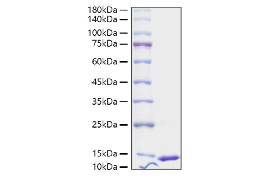 SDS-PAGE - Recombinant Human S100A4 Protein (A331235) - Antibodies.com