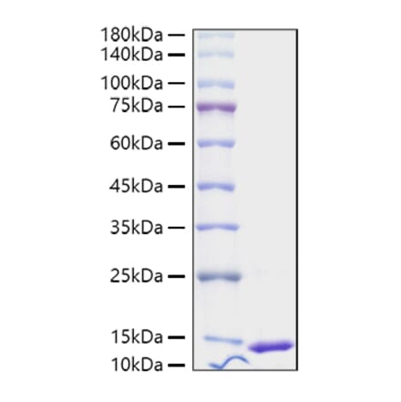 SDS-PAGE - Recombinant Human S100A4 Protein (A331235) - Antibodies.com