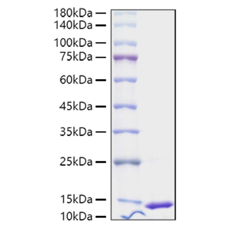 SDS-PAGE - Recombinant Human S100A4 Protein (A331235) - Antibodies.com