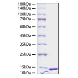 SDS-PAGE - Recombinant Human S100A4 Protein (A331235) - Antibodies.com