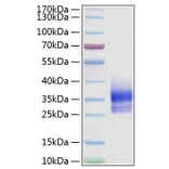 SDS-PAGE - Recombinant Human Sclerostin Protein (N-terminal His Tag) (A331241) - Antibodies.com