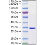 SDS-PAGE - Recombinant Human Secretagogin Protein (C-terminal His Tag) (A331242) - Antibodies.com