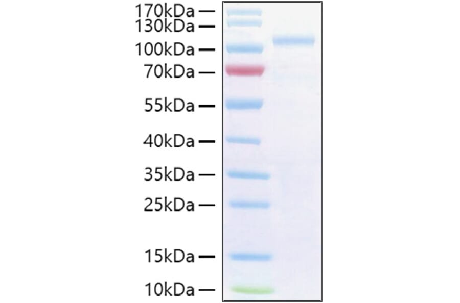 SDS-PAGE - Recombinant Human SEMA3G Protein (C-terminal His Tag) (A331245) - Antibodies.com