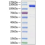 SDS-PAGE - Recombinant Human SEMA4A Protein (C-terminal Human Fc and His Tag) (A331246) - Antibodies.com