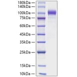 SDS-PAGE - Recombinant Human SEMA6A Protein (C-terminal His Tag) (A331247) - Antibodies.com