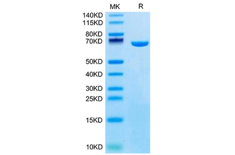 SDS-PAGE - Recombinant Mouse Serum Albumin Protein (C-terminal His Tag) (A331250) - Antibodies.com