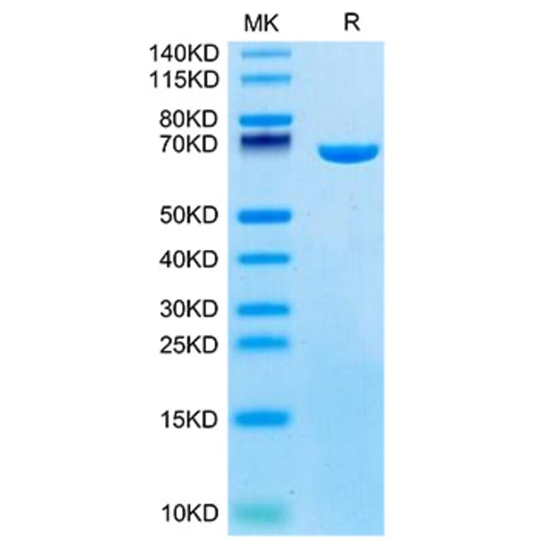 SDS-PAGE - Recombinant Mouse Serum Albumin Protein (C-terminal His Tag) (A331250) - Antibodies.com