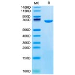 SDS-PAGE - Recombinant Mouse Serum Albumin Protein (C-terminal His Tag) (A331250) - Antibodies.com