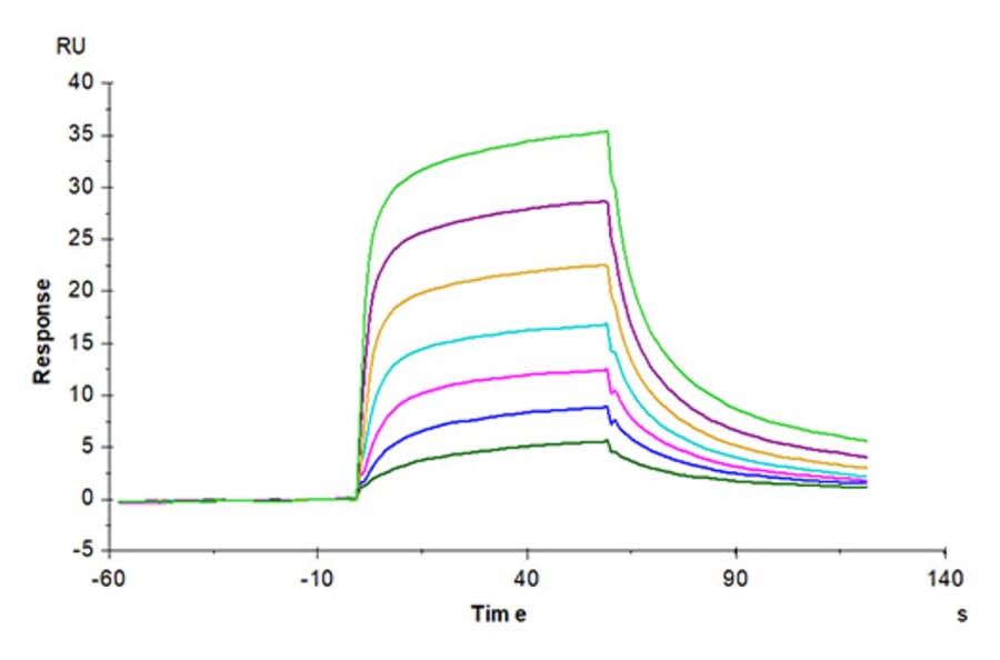 SPR Assay - Recombinant Mouse Serum Albumin Protein (C-terminal His Tag) (A331250) - Antibodies.com