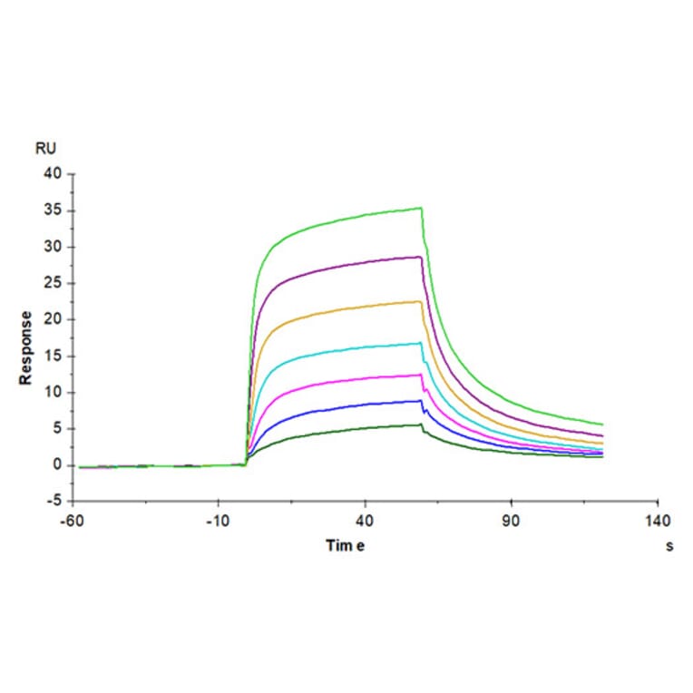 SPR Assay - Recombinant Mouse Serum Albumin Protein (C-terminal His Tag) (A331250) - Antibodies.com