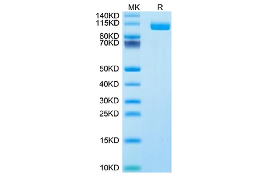 Tris-Bis PAGE - Recombinant Human SIGLEC10 Protein (Biotin) (C-terminal Human Fc and Avi Tag) (A331252) - Antibodies.com