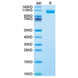 Tris-Bis PAGE - Recombinant Human SIGLEC10 Protein (Biotin) (C-terminal Human Fc and Avi Tag) (A331252) - Antibodies.com