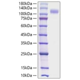 SDS-PAGE - Recombinant Human SIGLEC10 Protein (C-terminal Human Fc Tag) (A331254) - Antibodies.com