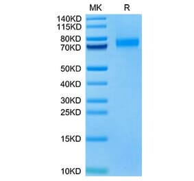 Tris-Bis PAGE - Recombinant Human SIGLEC10 Protein (Biotin) (C-terminal His and Avi Tag) (A331255) - Antibodies.com