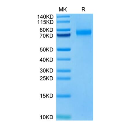 Tris-Bis PAGE - Recombinant Human SIGLEC10 Protein (Biotin) (C-terminal His and Avi Tag) (A331255) - Antibodies.com