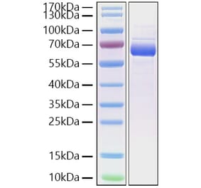 SDS-PAGE - Recombinant Cynomolgus macaque SIGLEC15 Protein (C-terminal Human Fc and His Tag) (A331256) - Antibodies.com