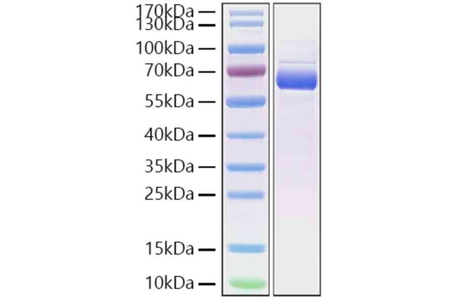 SDS-PAGE - Recombinant Cynomolgus macaque SIGLEC15 Protein (C-terminal Human Fc and His Tag) (A331256) - Antibodies.com