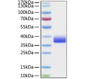 SDS-PAGE - Recombinant Cynomolgus macaque SIGLEC15 Protein (C-terminal His Tag) (A331257) - Antibodies.com