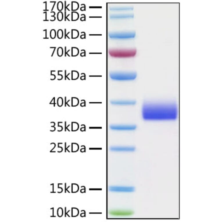 SDS-PAGE - Recombinant Cynomolgus macaque SIGLEC15 Protein (C-terminal His Tag) (A331257) - Antibodies.com