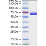SDS-PAGE - Recombinant Human SIGLEC15 Protein (C-terminal Human Fc and His Tag) (A331260) - Antibodies.com