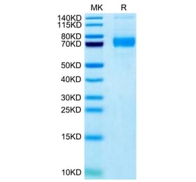 Tris-Bis PAGE - Recombinant Human SIGLEC5 Protein (Biotin) (C-terminal His and Avi Tag) (A331262) - Antibodies.com