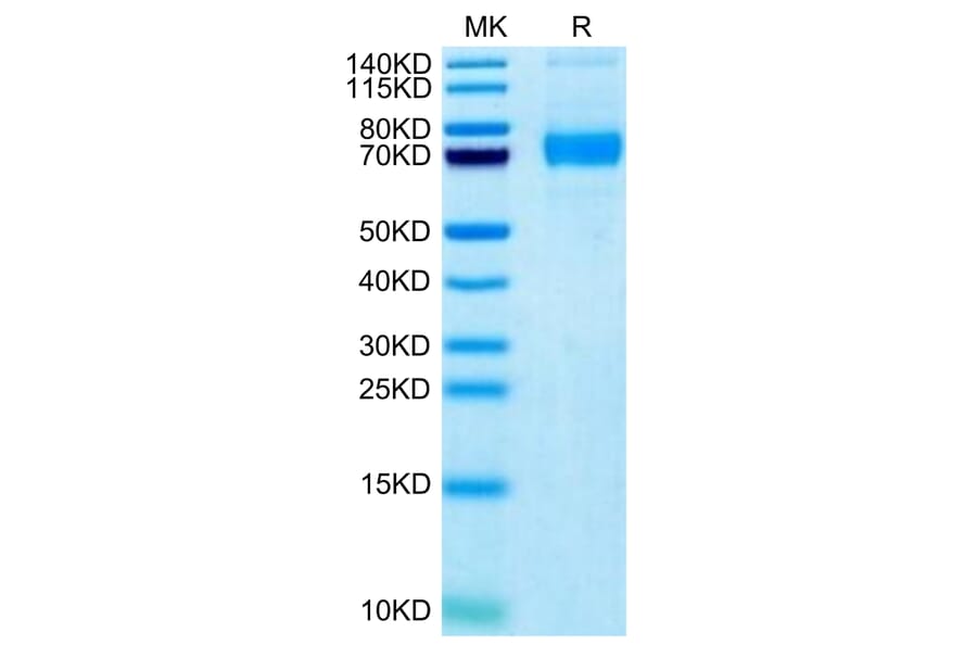 Tris-Bis PAGE - Recombinant Human SIGLEC5 Protein (Biotin) (C-terminal His and Avi Tag) (A331262) - Antibodies.com