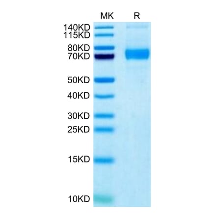 Tris-Bis PAGE - Recombinant Human SIGLEC5 Protein (Biotin) (C-terminal His and Avi Tag) (A331262) - Antibodies.com