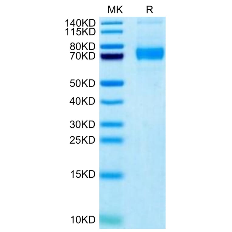 Tris-Bis PAGE - Recombinant Human SIGLEC5 Protein (Biotin) (C-terminal His and Avi Tag) (A331262) - Antibodies.com