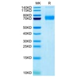 Tris-Bis PAGE - Recombinant Human SIGLEC5 Protein (Biotin) (C-terminal His and Avi Tag) (A331262) - Antibodies.com