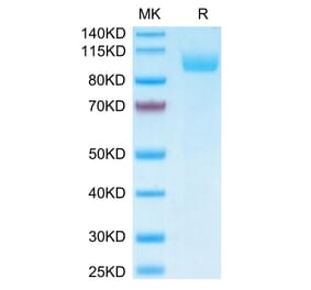 Tris-Bis PAGE - Recombinant Human SIGLEC5 Protein (Biotin) (C-terminal Human Fc Tag) (A331263) - Antibodies.com