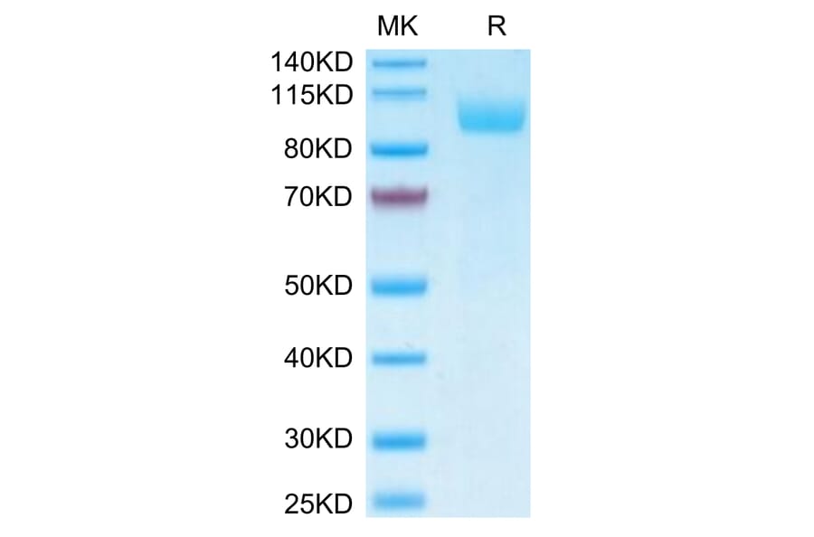 Tris-Bis PAGE - Recombinant Human SIGLEC5 Protein (Biotin) (C-terminal Human Fc Tag) (A331263) - Antibodies.com