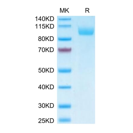 Tris-Bis PAGE - Recombinant Human SIGLEC5 Protein (Biotin) (C-terminal Human Fc Tag) (A331263) - Antibodies.com