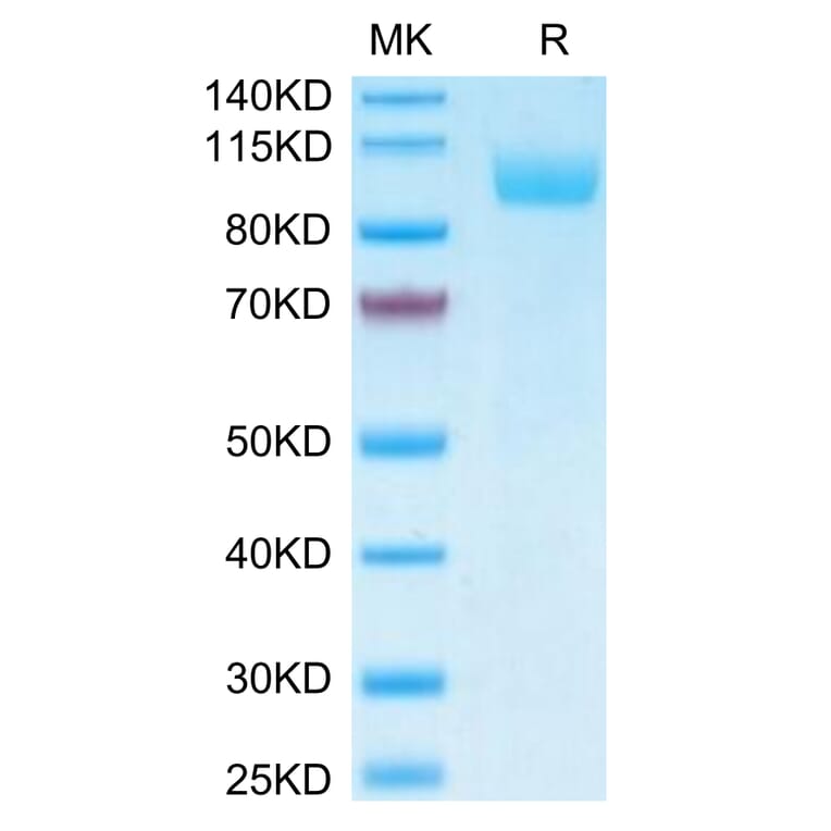 Tris-Bis PAGE - Recombinant Human SIGLEC5 Protein (Biotin) (C-terminal Human Fc Tag) (A331263) - Antibodies.com